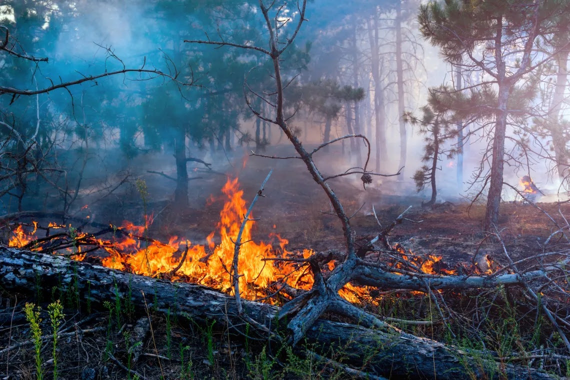 Little Woods Fire